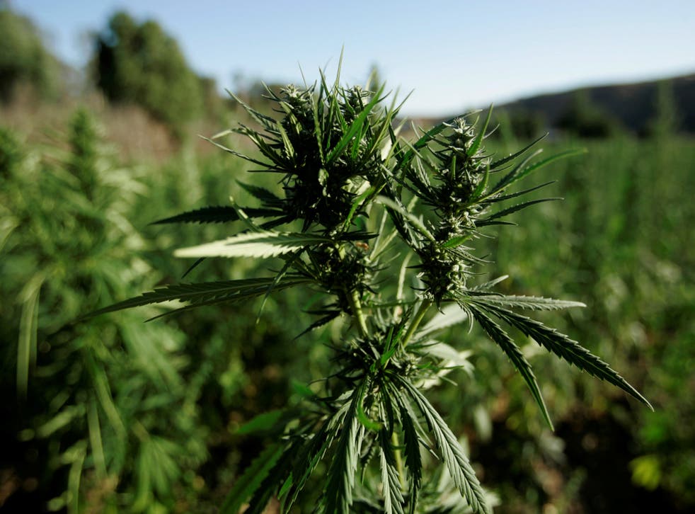 Marijuana plants grow near a road in the Rif region, near Chefchaouen, Morocco