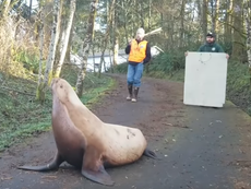Sea lion found wandering along forest road ‘a significant distance’ from any water
