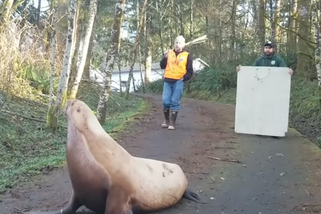 A 600-pound sea lion in a forest road in Washington state, US.