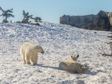 Oil industry’s polar bear-spotting tech misses animals half the time