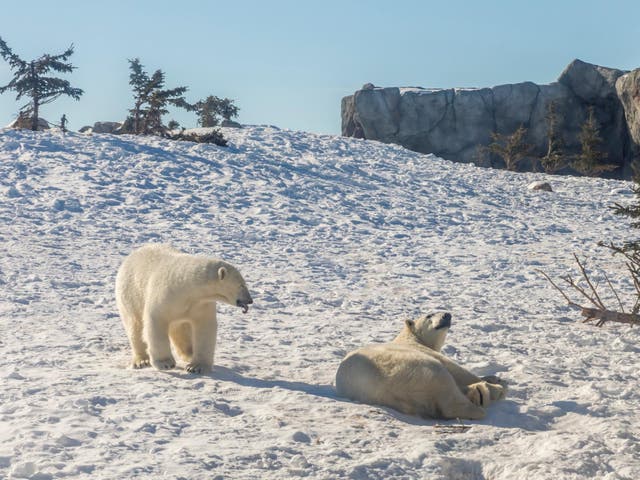 Polar bears in the artificially maintained environment of Assiniboine Park Zoo in Winnipeg Canada