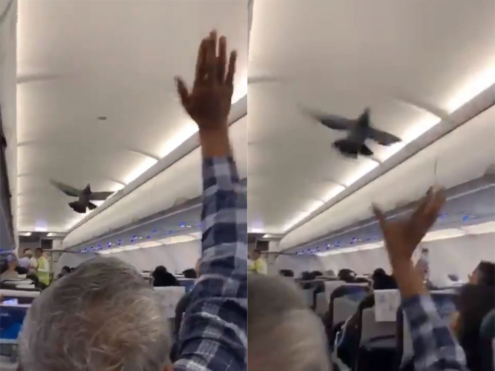 Pigeons filmed flying inside plane before take-off