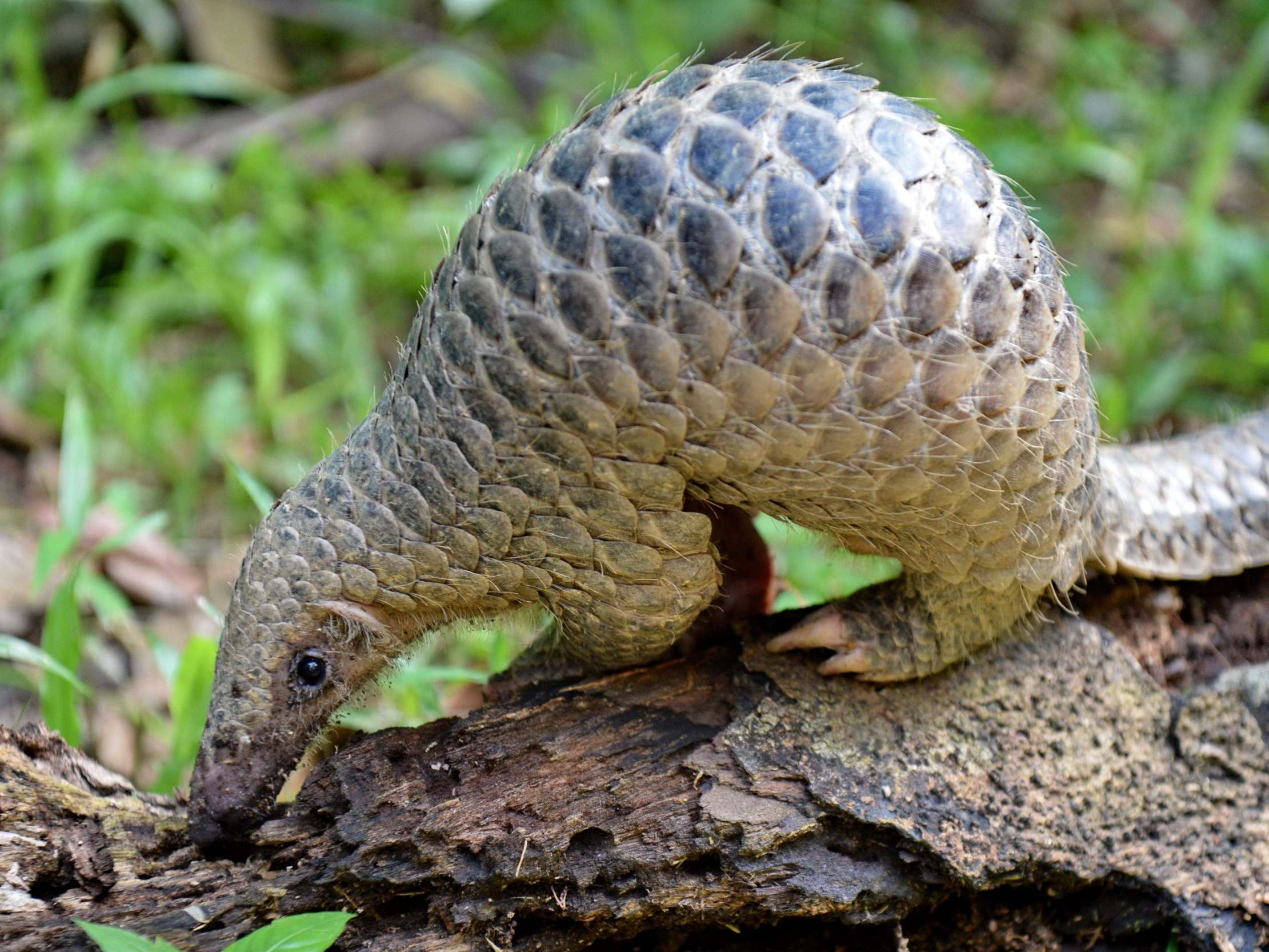 Endangered pangolins for sale on Facebook amid potential link to coronavirus thumbnail