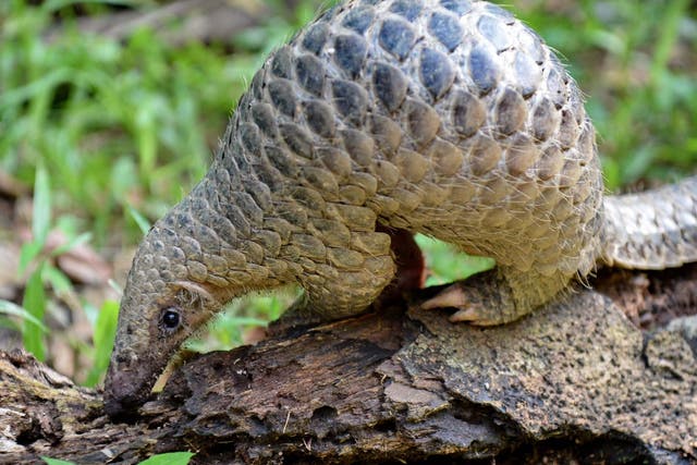 Chinese pangolins are critically endangered