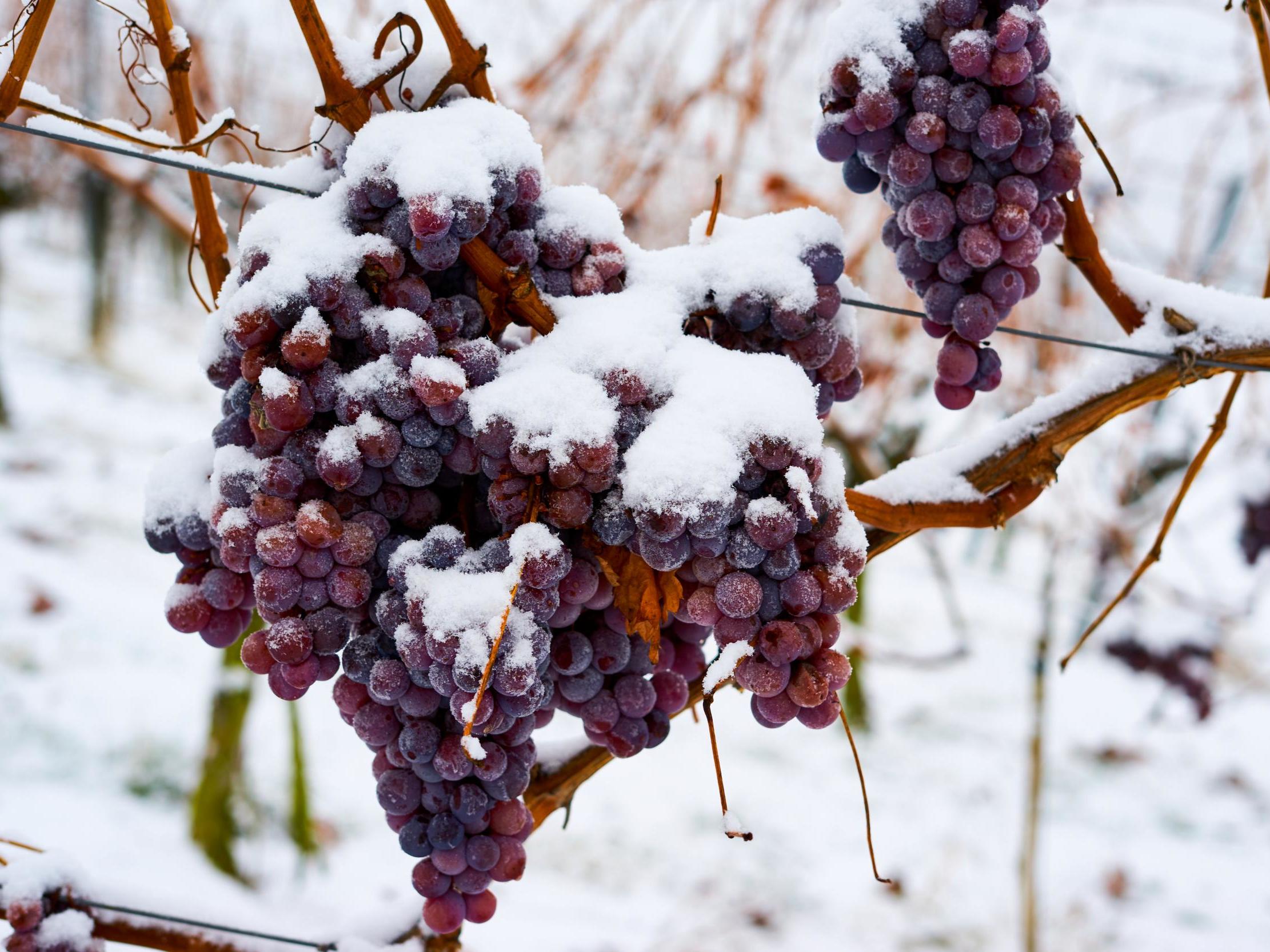 Ice wine harvest fails for first time in Germany after warm winter