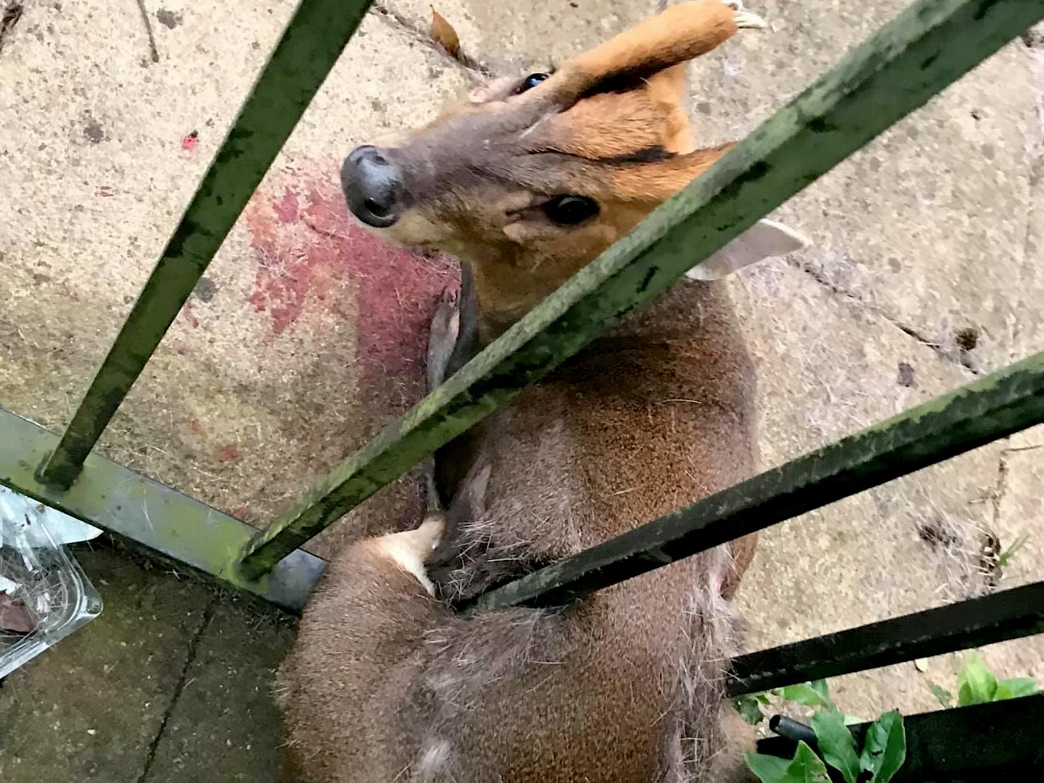 The deer had sustained injuries in the process of becoming trapped
