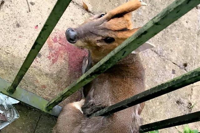 The deer had sustained injuries in the process of becoming trapped