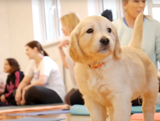 I went to a puppy yoga class and this is what it was like