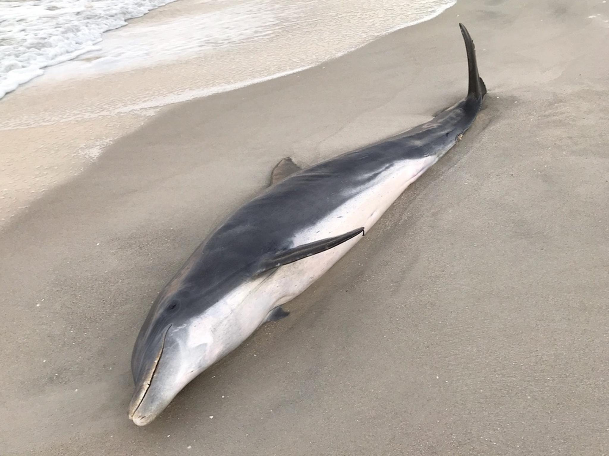 Two dolphins were found dead within a week of one another