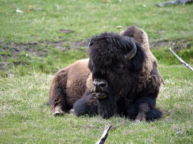 Yellowstone Park currently houses around 4,900 bison