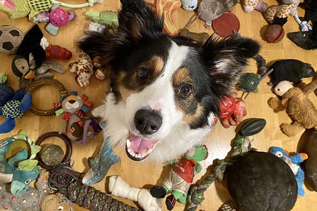 Neat trick: Whisky the border collie has an unusually good vocabulary