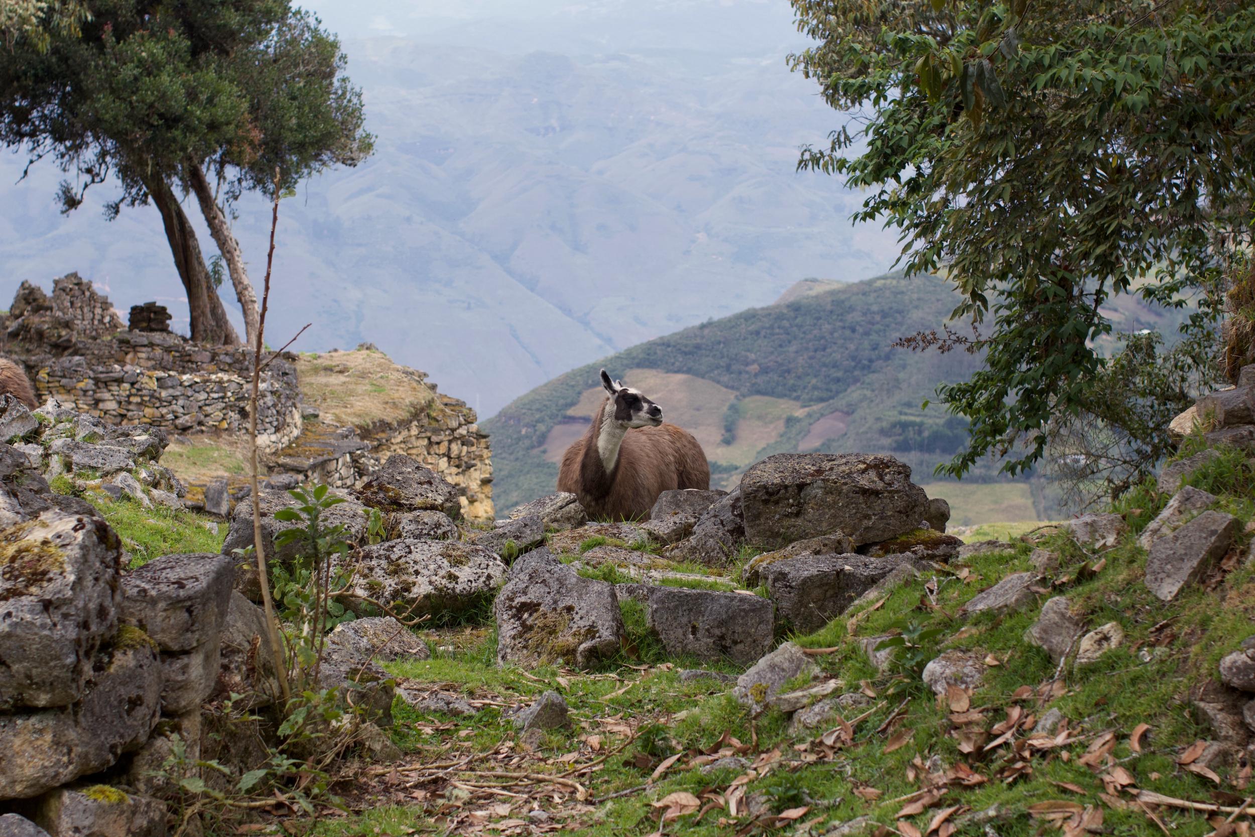 Kuelap is home to a herd of resident llamas