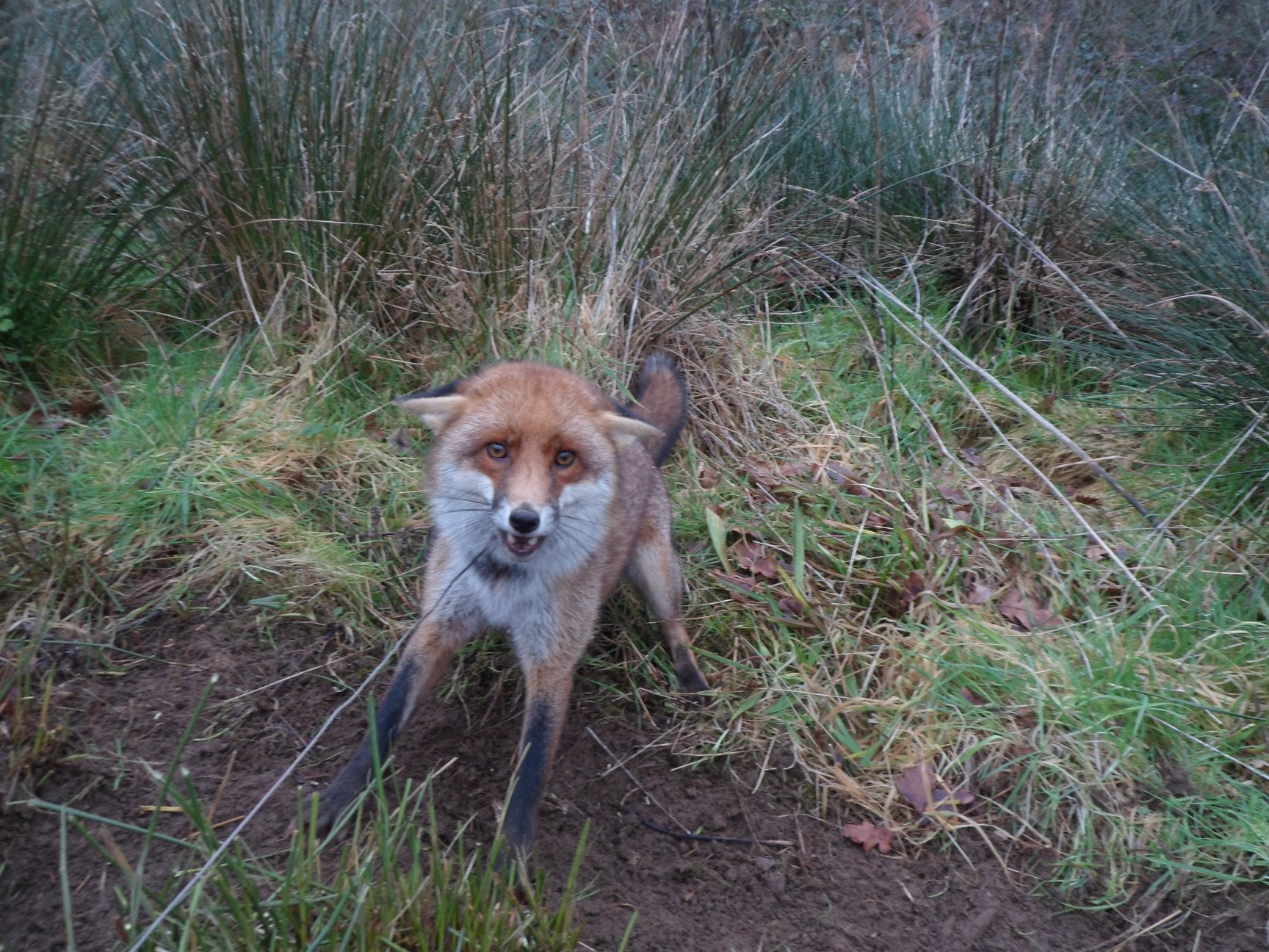 Mr Sneade photographed this fox caught in one of his snares
