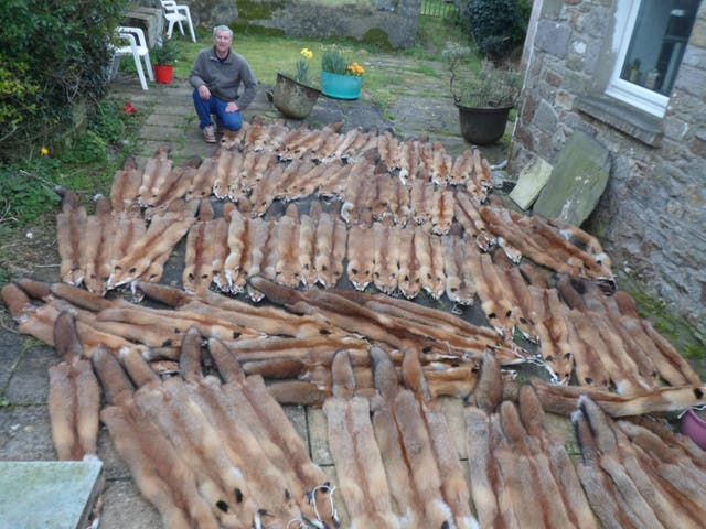In a photo from 2018, David Sneade shows off the carcasses of dozens of foxes he has trapped