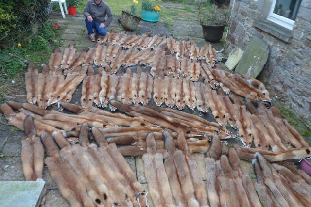 In a photo from 2018, David Sneade shows off the carcasses of dozens of foxes he has trapped