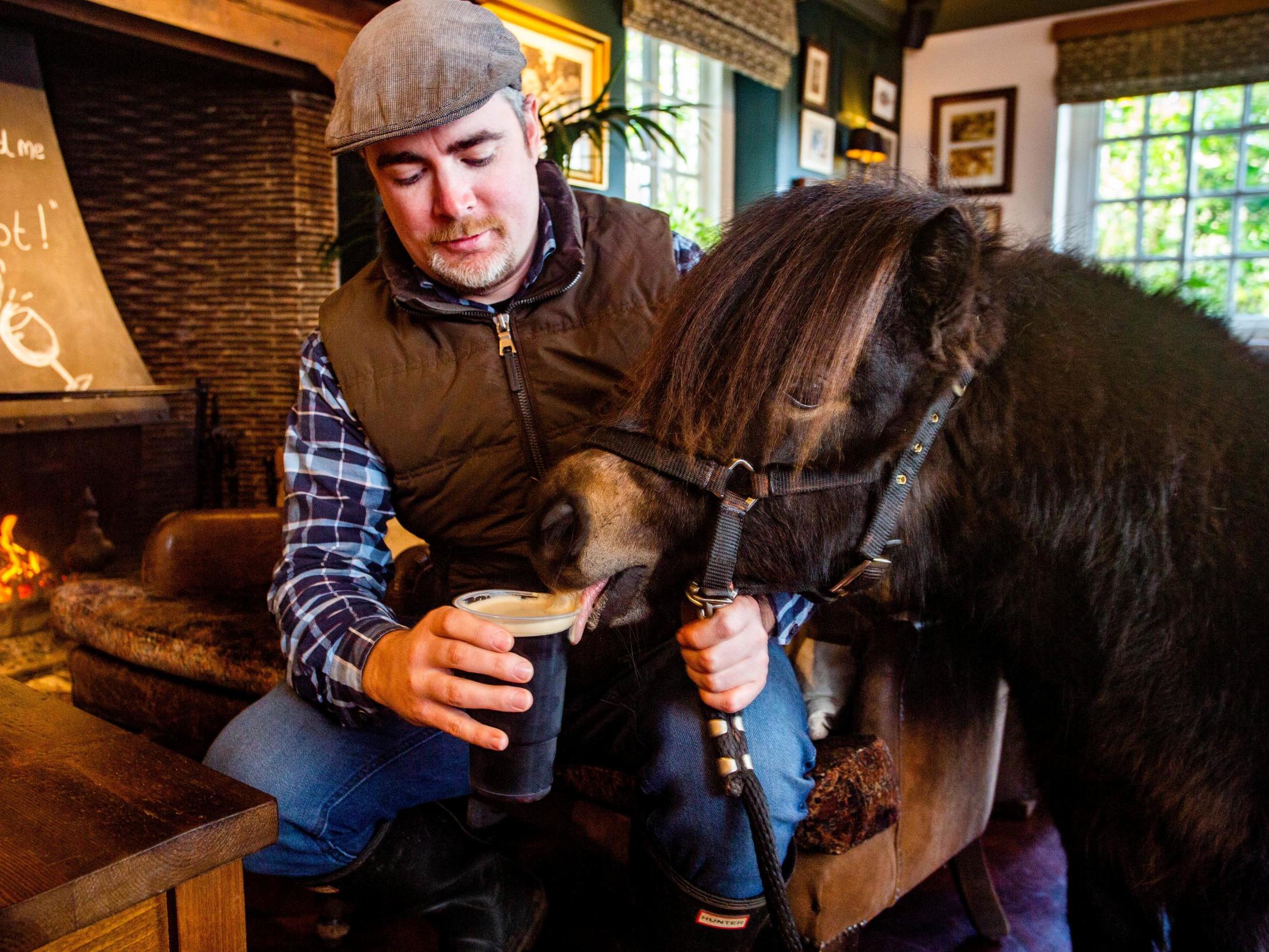 Shetland pony visits pub every day and drinks Guinness