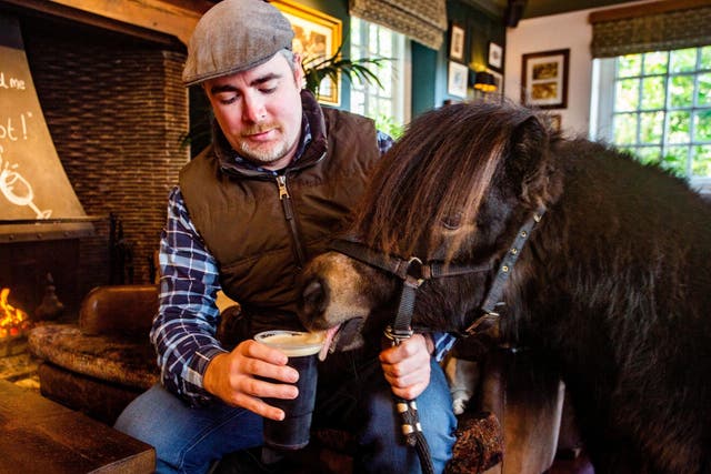 Patrick, a miniature Shetland pony born on St Patrick's Day, takes a few sips of Guinness at his local pub.