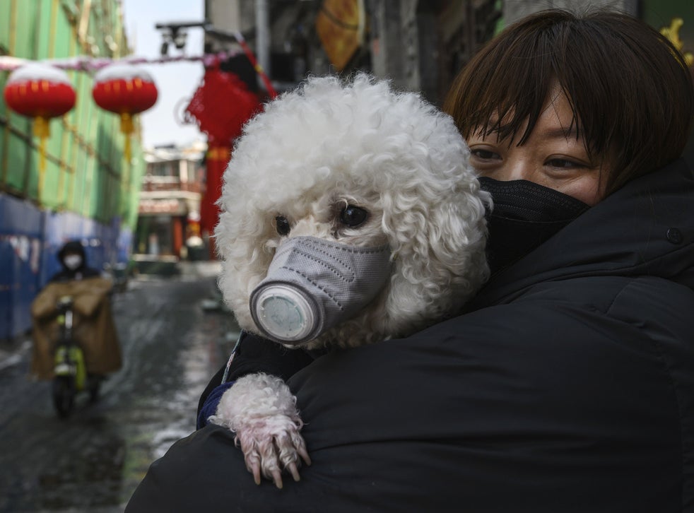Coronavirus Can Your Dog Or Cat Get Covid 19 And Can You Catch It From Your Pet The Independent The Independent