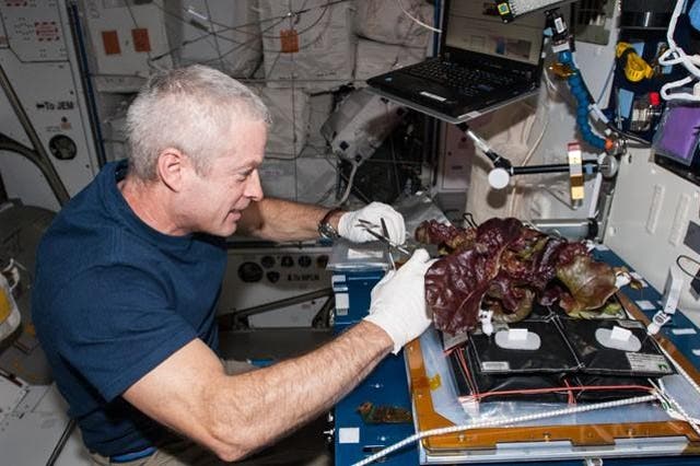 NASA astronaut Steve Swanson harvesting a crop of red romaine lettuce plants