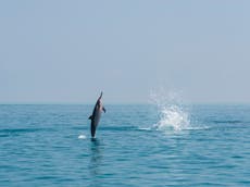 Nearly 90% of dolphins in Indian Ocean ‘wiped out by fishing’