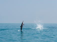 Brexit ‘presents opportunity’ to ban supertrawlers from UK waters