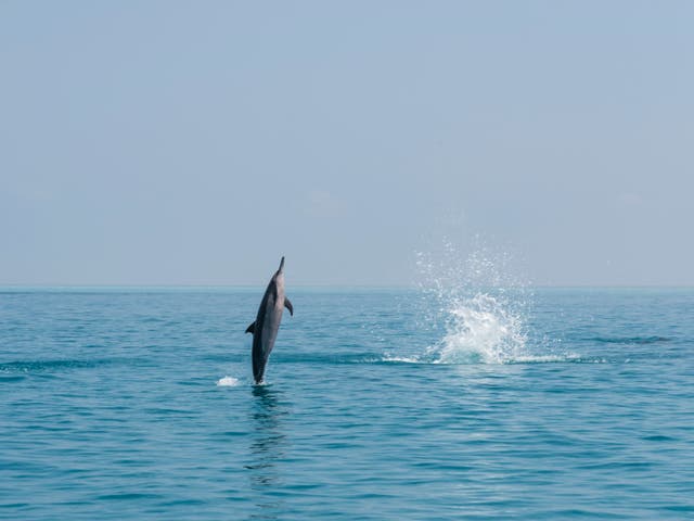 Vanishing before our eyes: A common dolphin leaps in the Indian Ocean