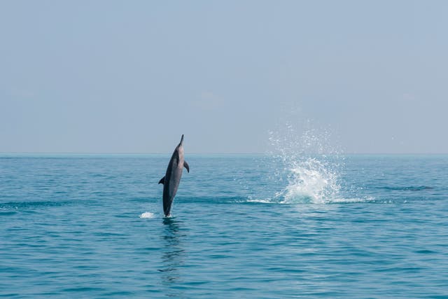 Vanishing before our eyes: A common dolphin leaps in the Indian Ocean