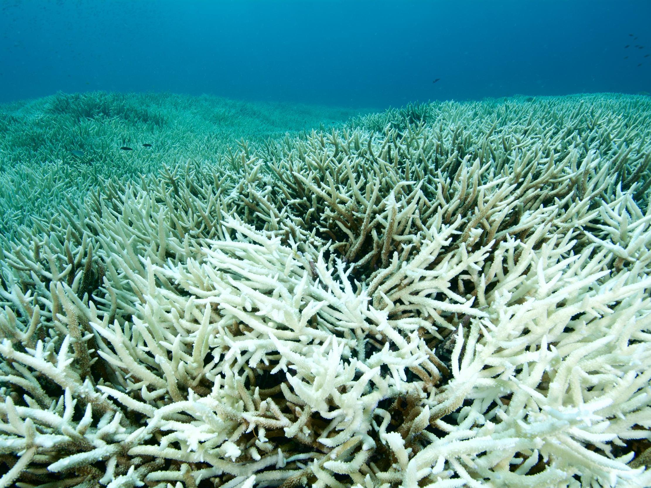 Australia's Great Barrier Reef is suffering mass coral bleaching : NPR