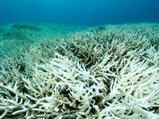 Record bleaching of Great Barrier Reef due to climate change