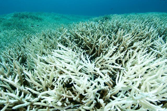 Bleached coral due to warmed sea temperatures