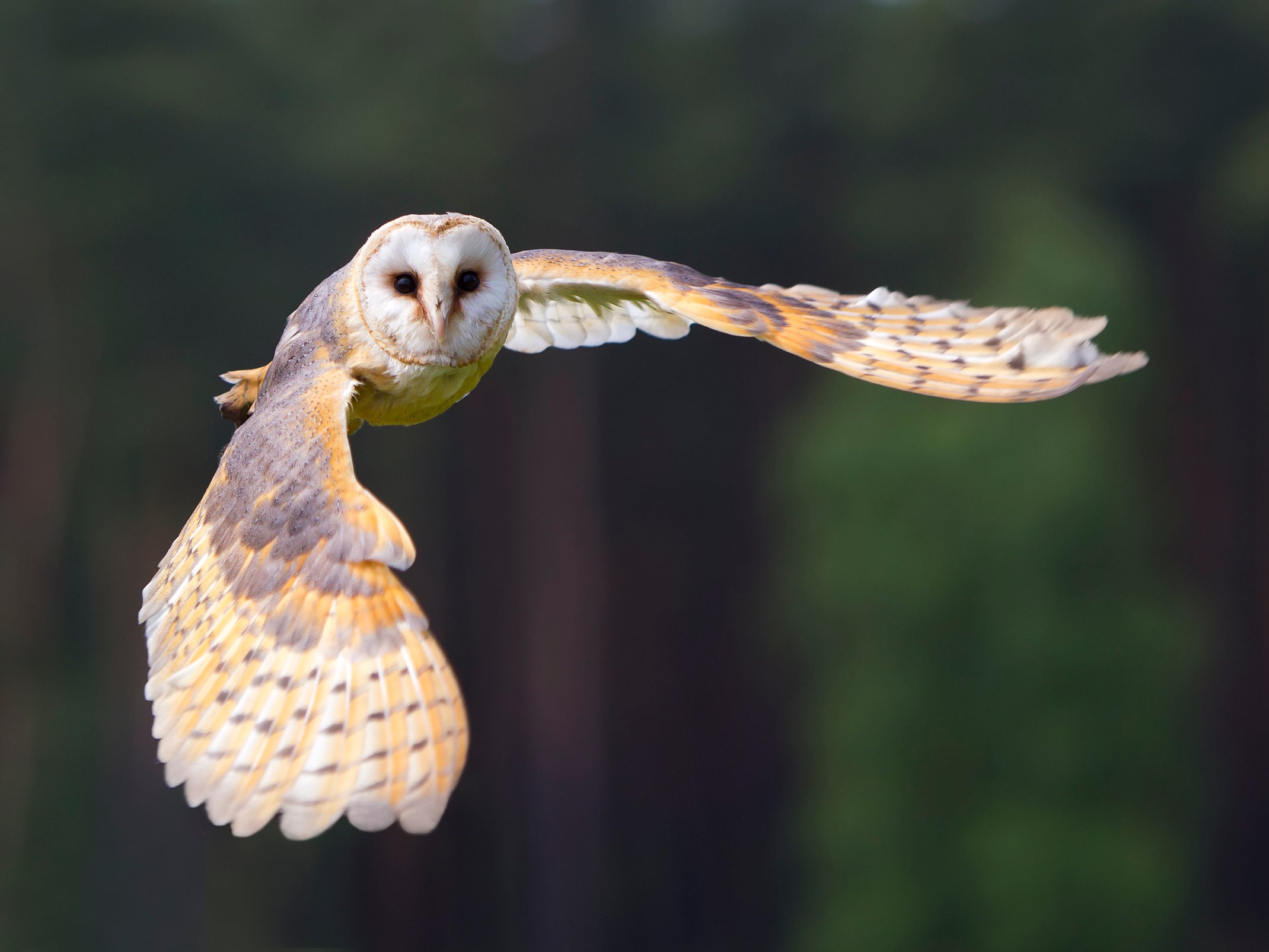 The construction of HS2 phase 1 'will eventually kill a nationally significant number of barn owls', and phase 2 will 'merely add to that toll', the RSPB said