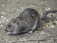 New York rats feel the pressure of city living