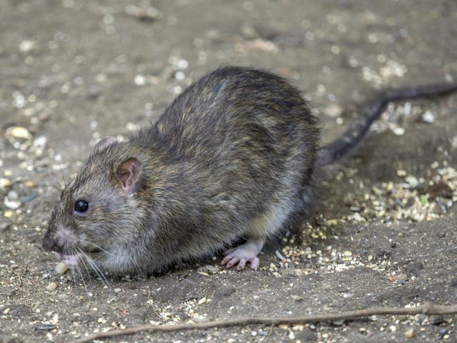 The plague was historically passed onto humans via the fleas on rodents such as rats.
