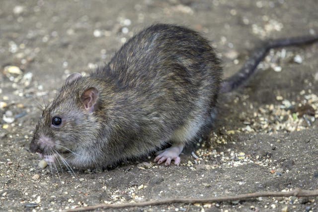 Commonly found living in high densities in New York city, brown rats originate from northeast China