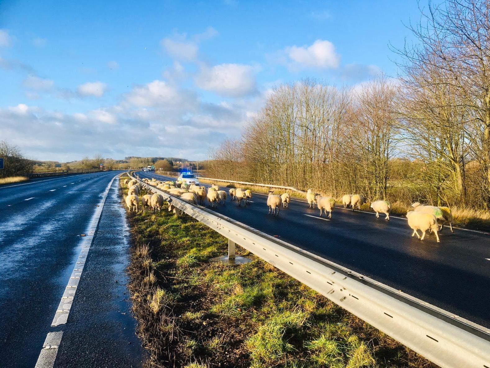 A large flock of sheep block both lanes on dual carriageway near Tadcaster