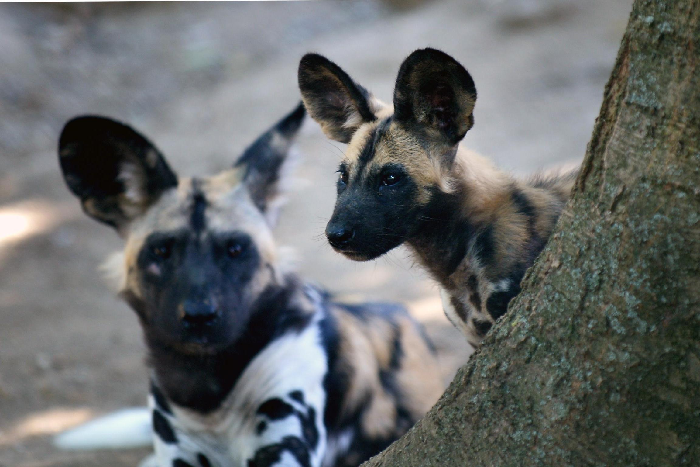 Feeling sneezy? You might accidentally trigger a canine rally (AFP)