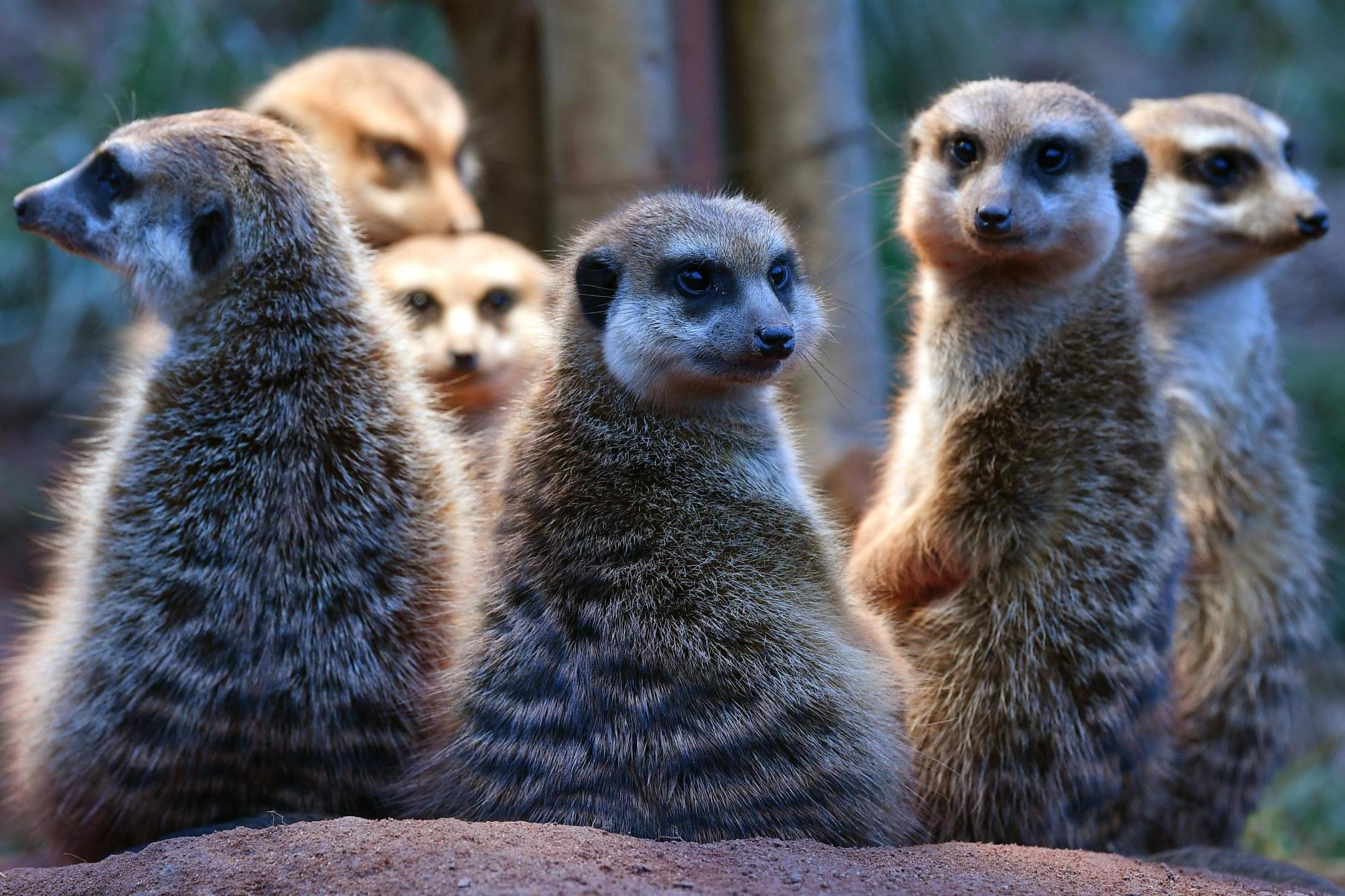 Meerkats use ‘move calls’ to gather food (DPA/AFP)