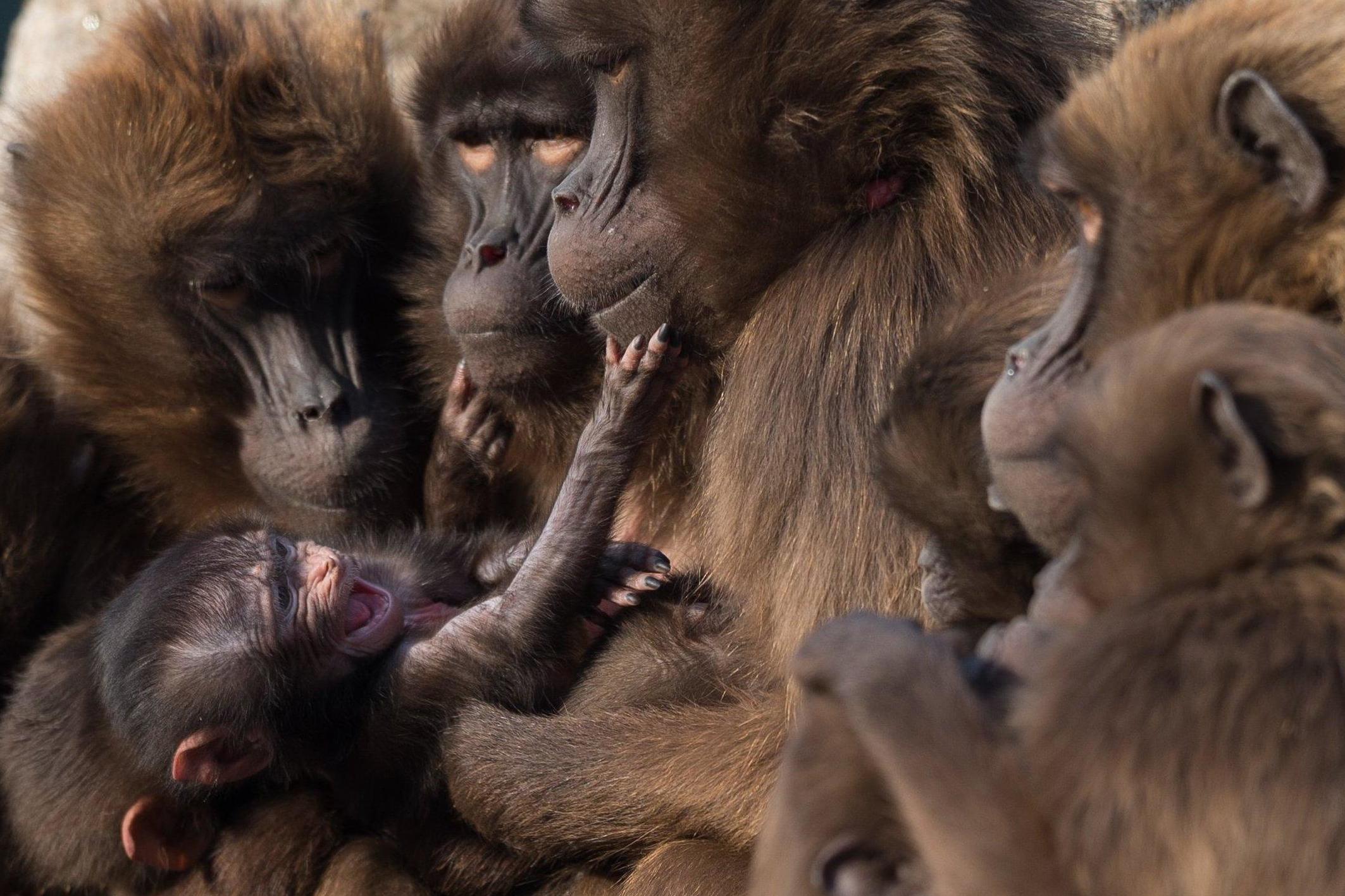 Baboons prefer a democratic approach to working out their travel plans (DPA/AFP)