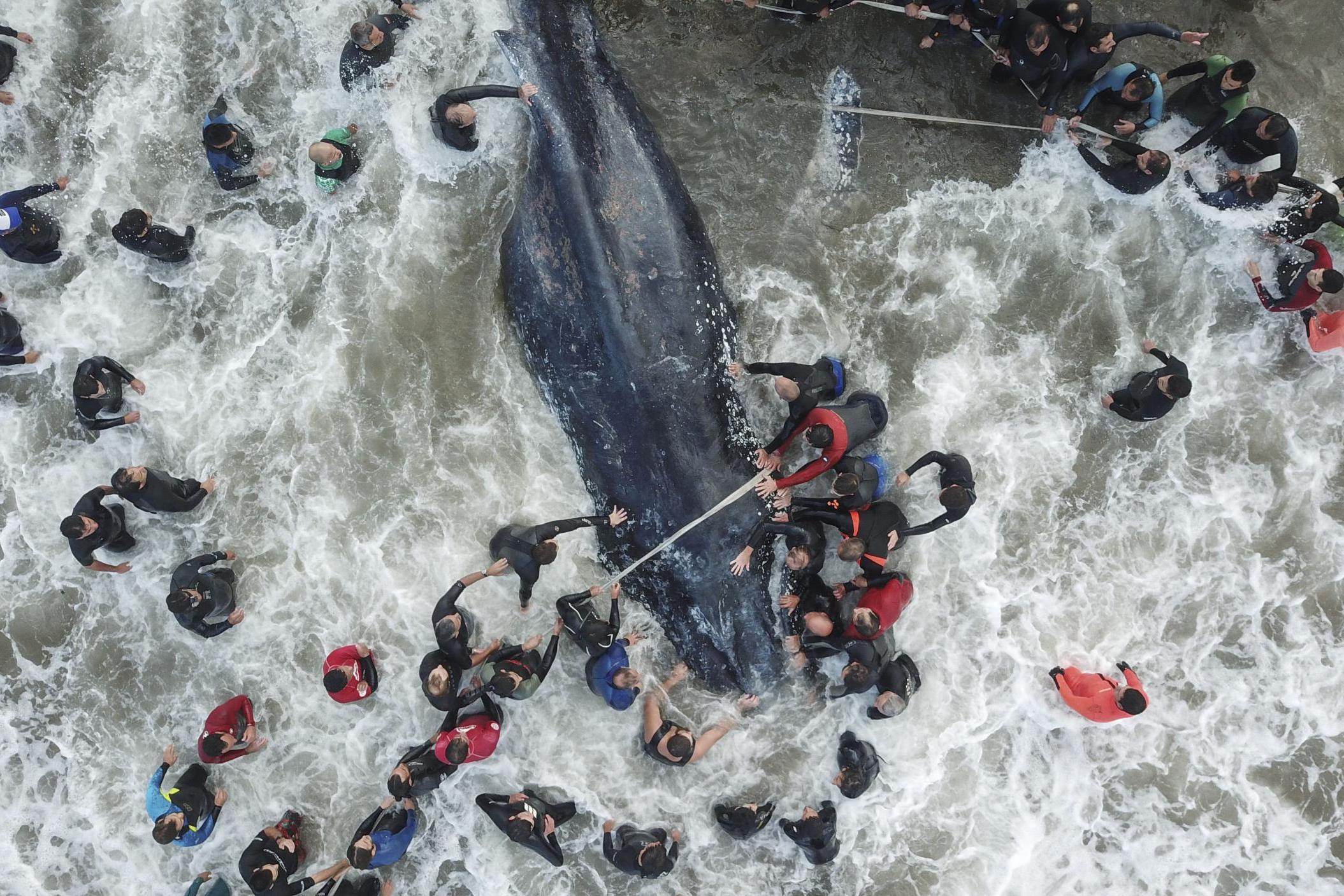 Rescue workers try to save a trapped wale in Argentina (AFP)
