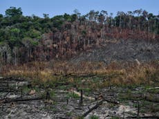 Amazon rainforest could collapse in 50 years, scientists say