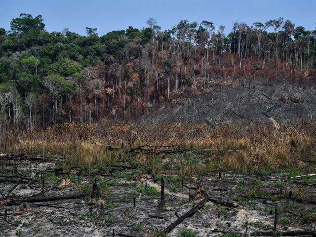 View of a burnt area near Moraes Almeida, a town along a section of the trans-Amazonian highway, in Brazil