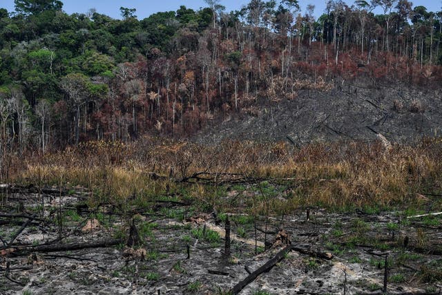 View of a burnt area near Moraes Almeida, a town along a section of the trans-Amazonian highway, in Brazil
