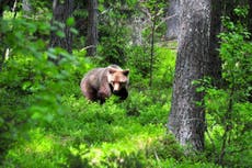 On the trail of brown bears in Sweden