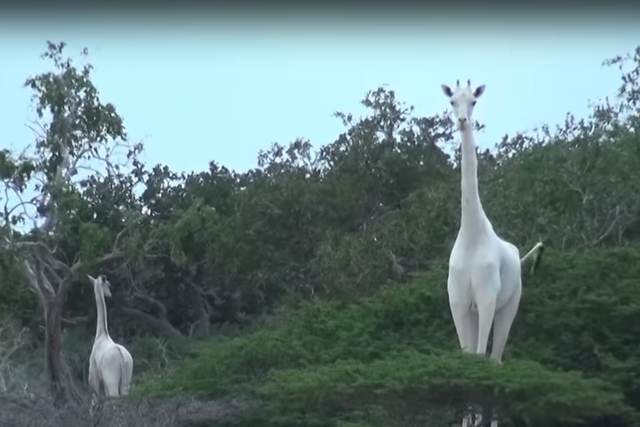 The rare giraffes were discovered in 2016