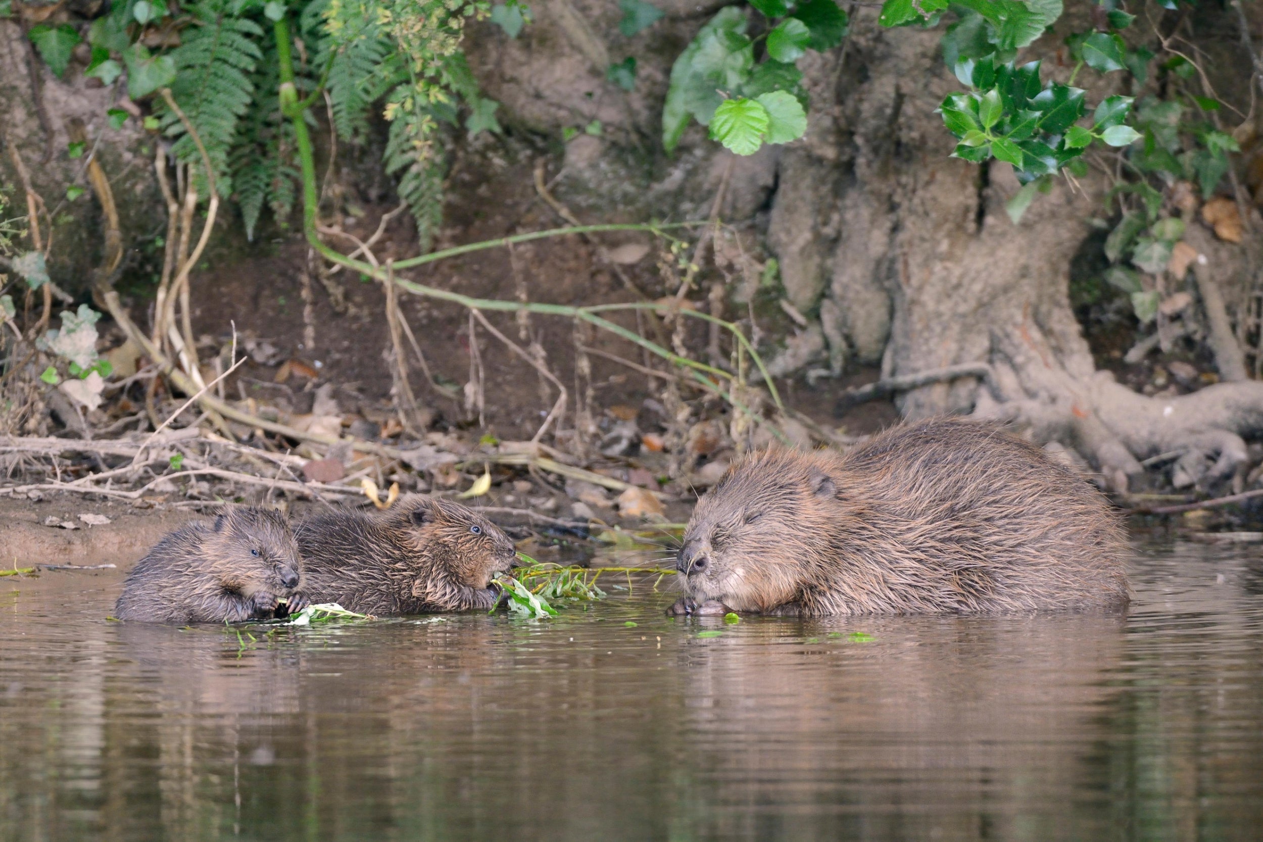 Reintroducing beavers in Devon has mitigated flooding, encouraged new aquatic wildlife and reduced pollution