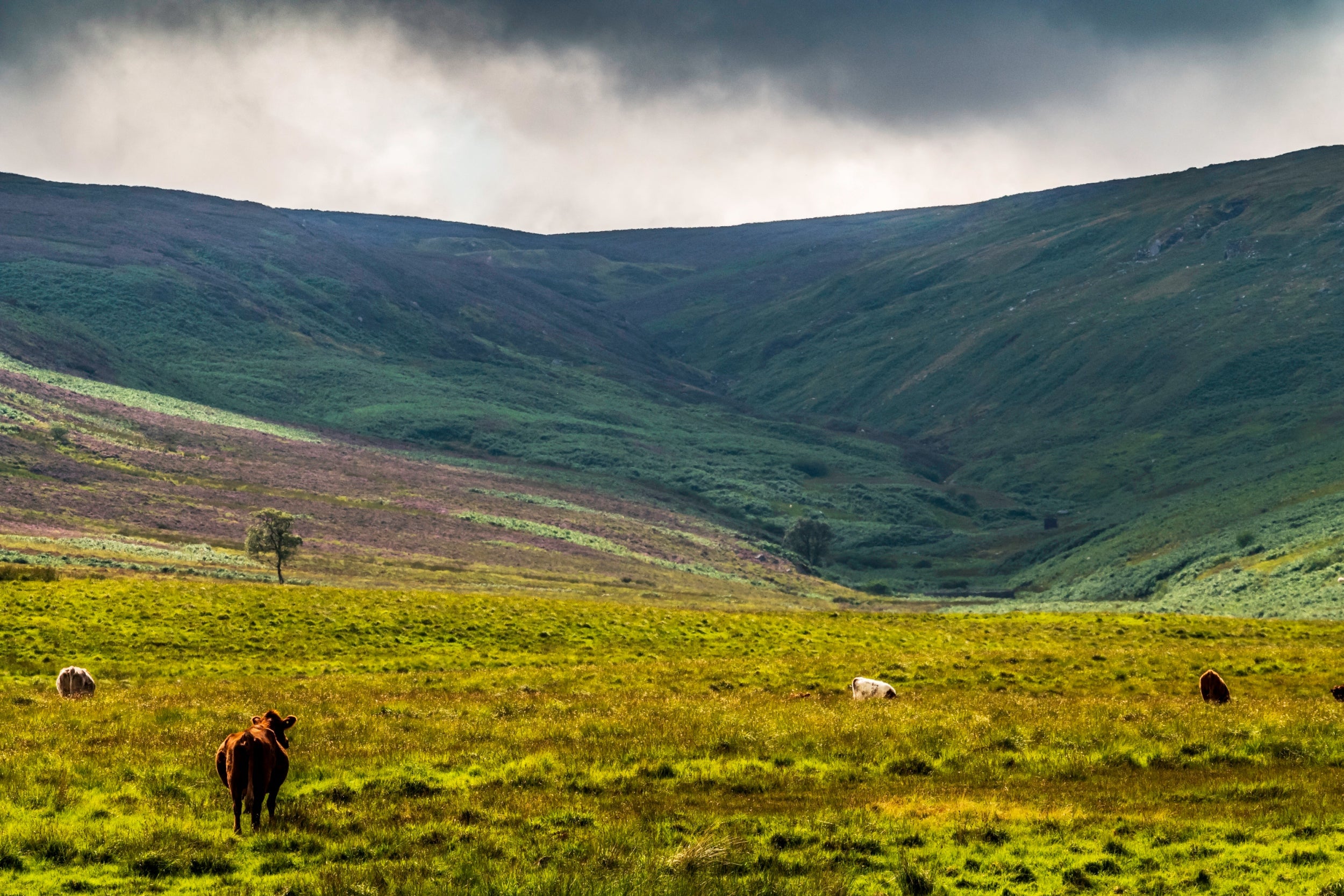 The English uplands, which account for 12 per cent of UK landmass, are an ideal location to test the opportunities and barriers for rewilding