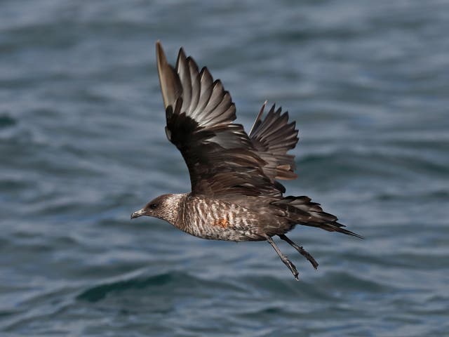 Arctic Skua numbers in the UK have fallen by 70 per cent since 2000