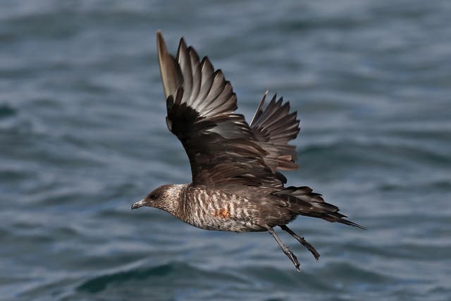 Arctic Skua numbers in the UK have fallen by 70 per cent since 2000