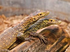 Komodo dragon gives birth to three hatchlings without male partner