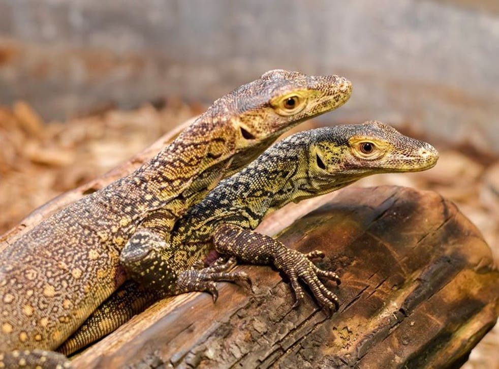 The female Komodo Dragon gave birth to three hatchlings